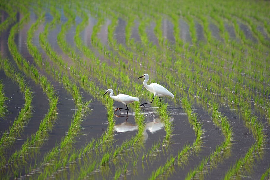 rural, hern, it, landscape, animal, new, the korean countryside HD wallpaper