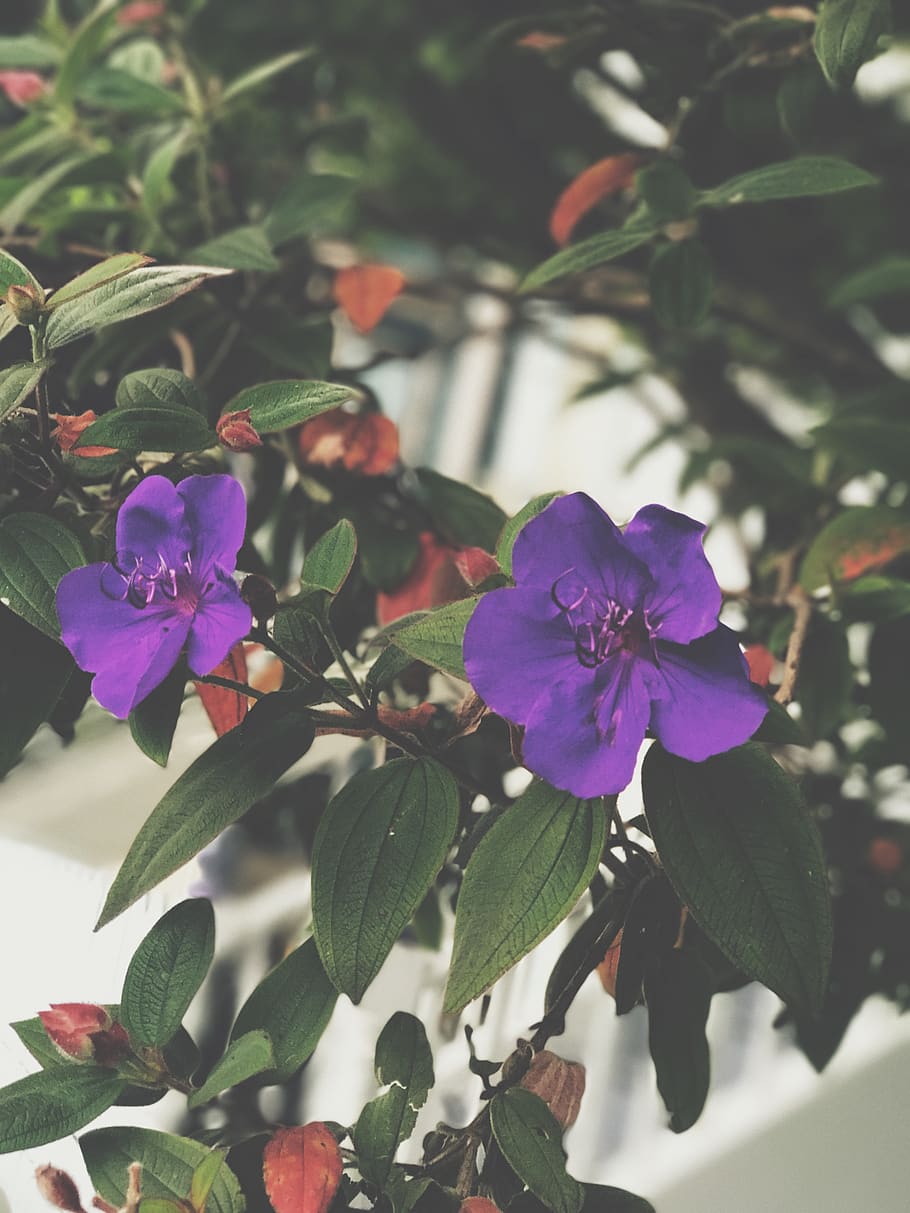 united states, hayward, plant, flowering plant, beauty in nature HD wallpaper