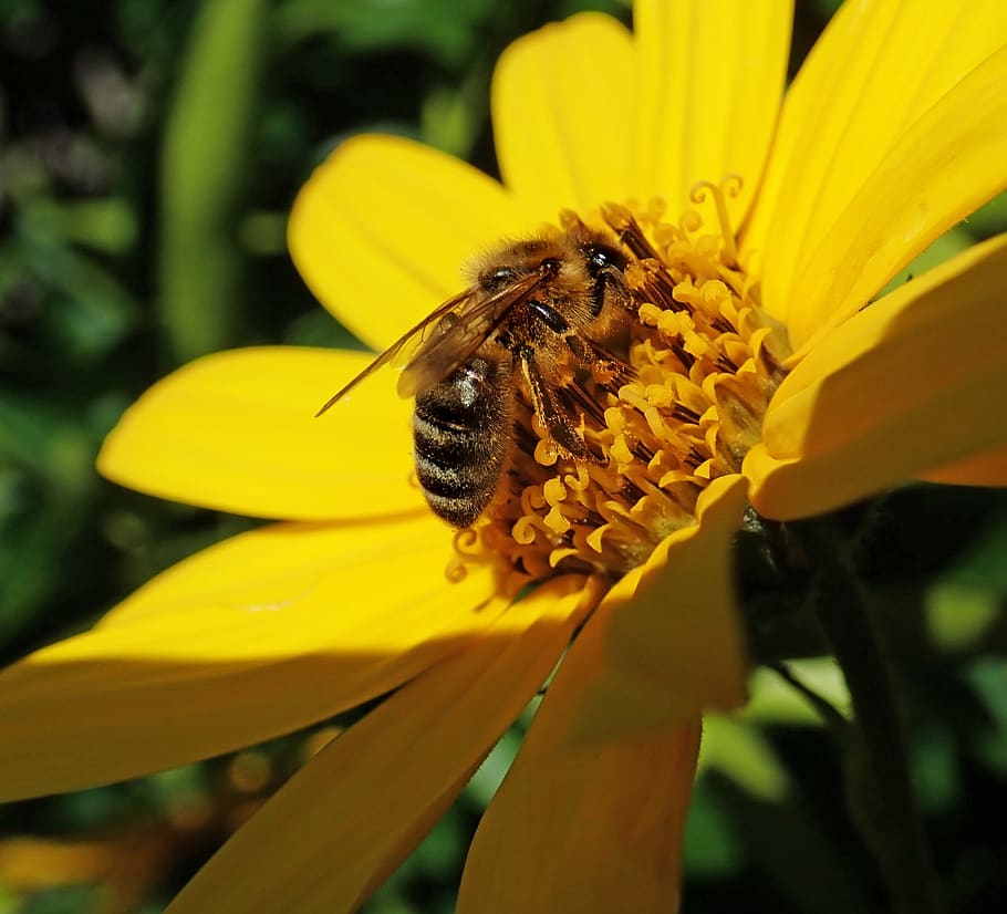 bee, insect, pollen, flower, garden, nature, flowering plant HD wallpaper