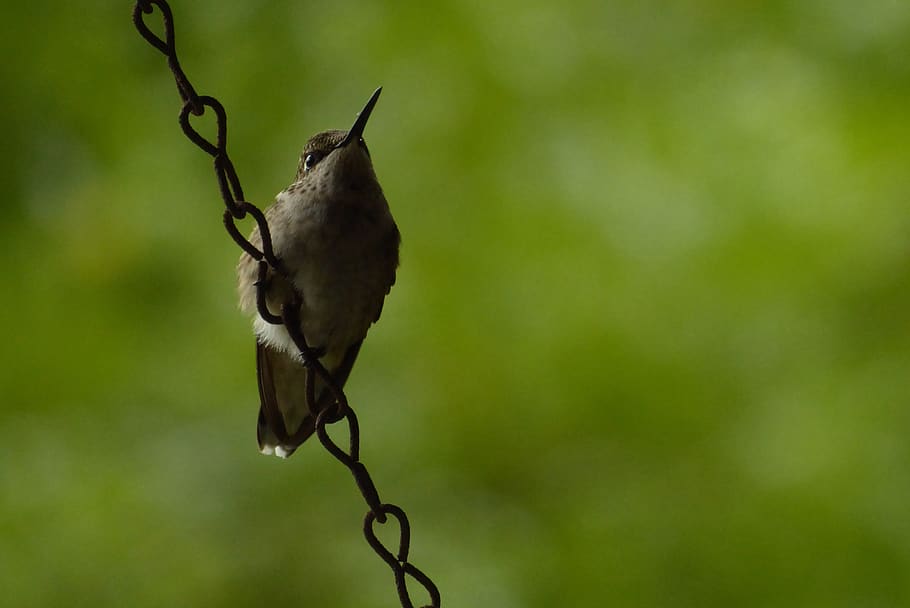 hummingbird, chain, beak, summer, animal, focus on foreground HD wallpaper