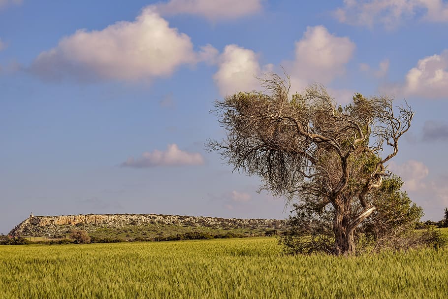 nature, field, landscape, sky, agriculture, tree, rural, countryside HD wallpaper