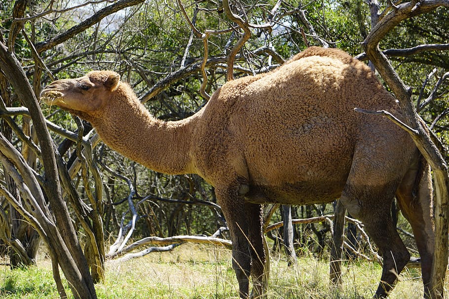 camel, animals, desert, landscape, zoo, nature, animal themes HD wallpaper