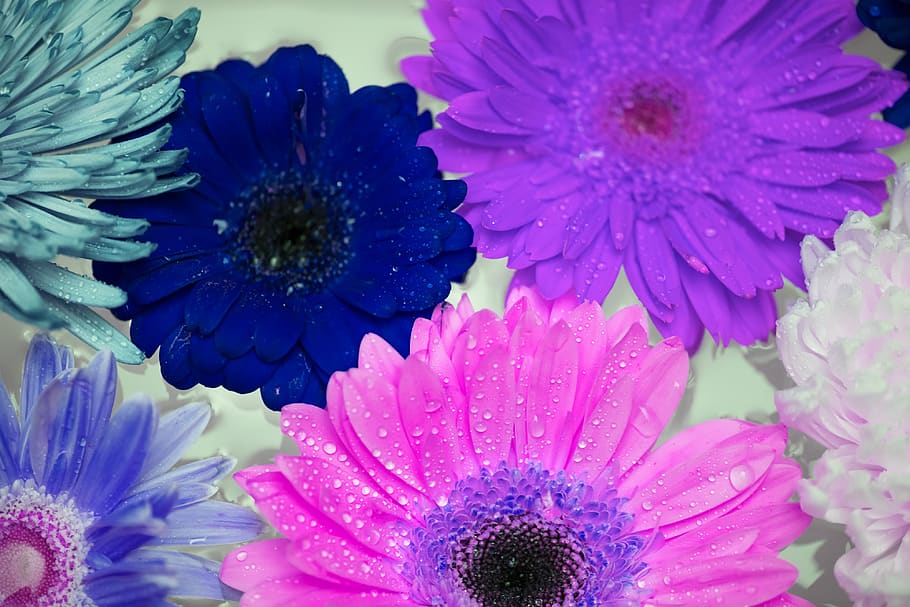 african daisy, attractive, background, beautiful, beauty, bloom HD wallpaper