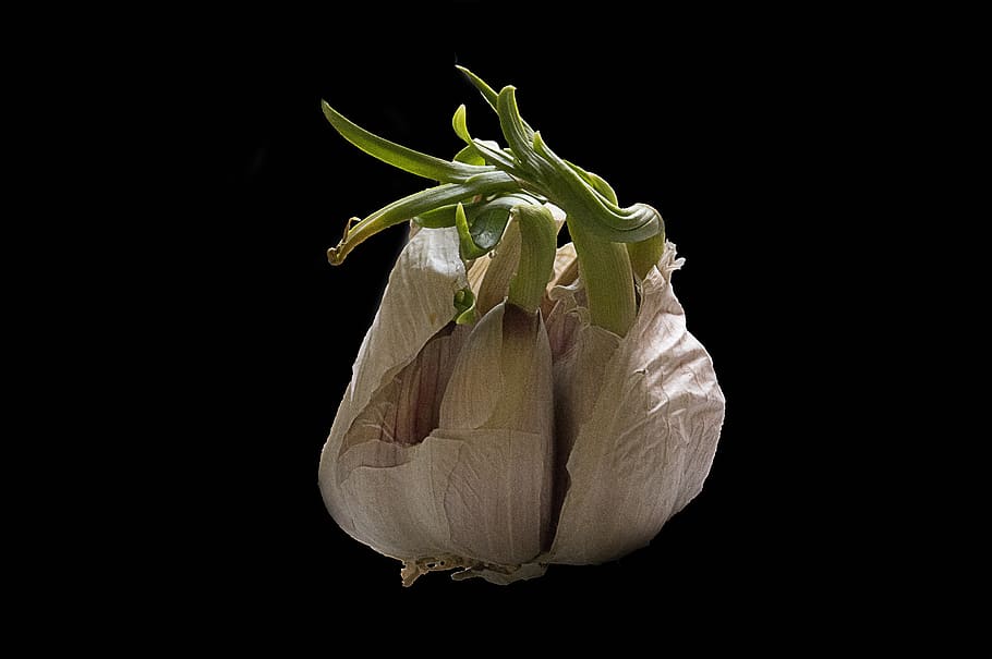 garlic, onion, food, kitchen, vegetarian, studio shot, black background HD wallpaper