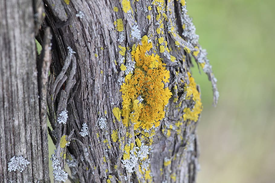Brown Tree Macro Shot, bark, color, dry, tree bark, trunk, plant HD wallpaper