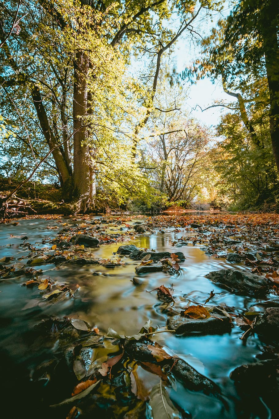 view of tree during daytime, water, stream, outdoors, creek, river HD wallpaper