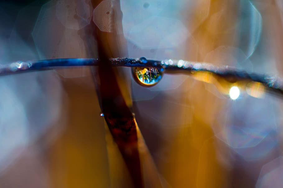 macro, nature, bokeh, close up, plant, drop of water, drip HD wallpaper