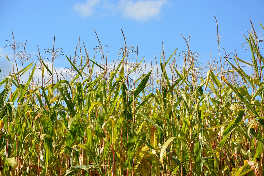 corn, crop corn, harvest, ears mas, food, green leaves, delicious, HD wallpaper