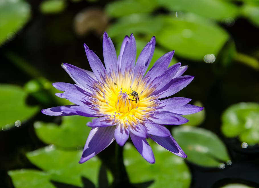 flower, bloom, pond, blossom, plant, purple, waterlily, flowering plant HD wallpaper