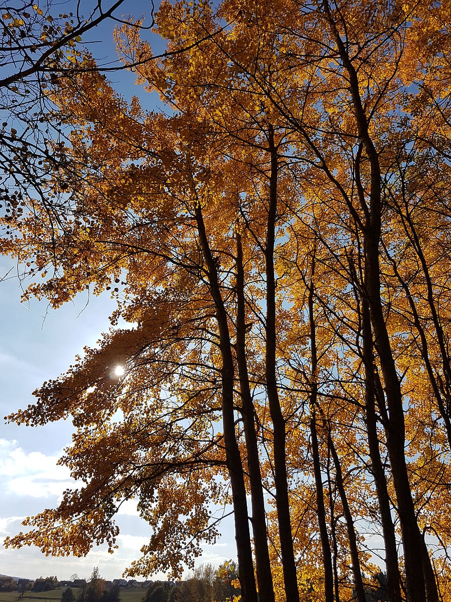 autumn, orange, trees, leaves, plant, low angle view, sky, tranquility HD wallpaper