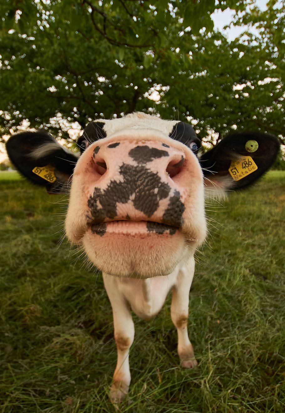 white and black cow, mammal, animal, animal themes, grass, plant HD wallpaper