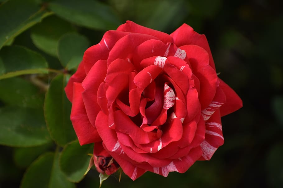 rose, red, multi colored, petals, green, background, leaves HD wallpaper
