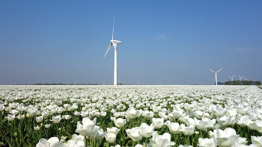 wind mill, tulips, bulbs, spring, holland, tulip fields, netherlands HD wallpaper