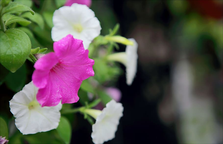 Selective Focus Photo of Pink and White Petaled Flowers, beautiful HD wallpaper