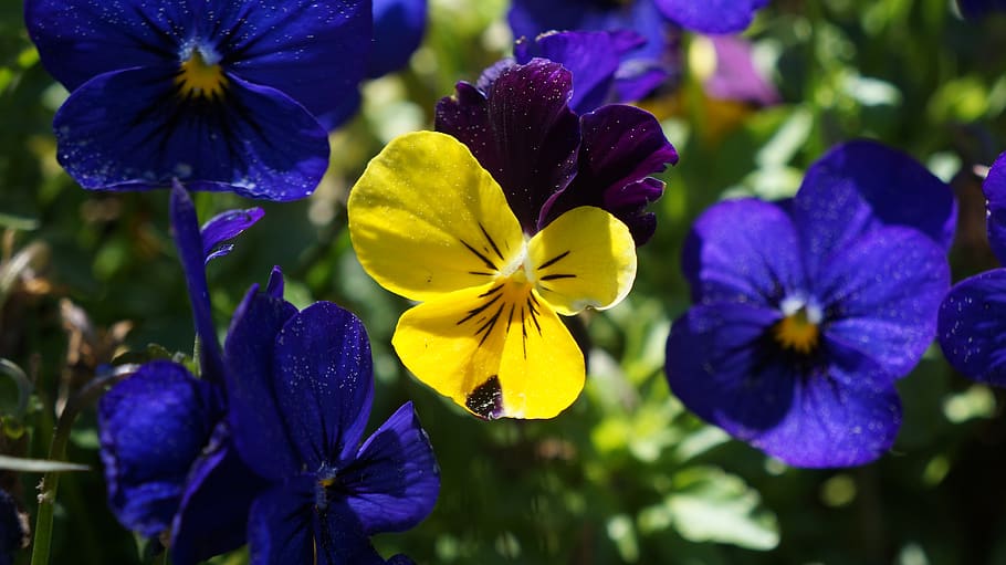 flower, garden, bloom, plant, blossom, spring, nature, flora HD wallpaper