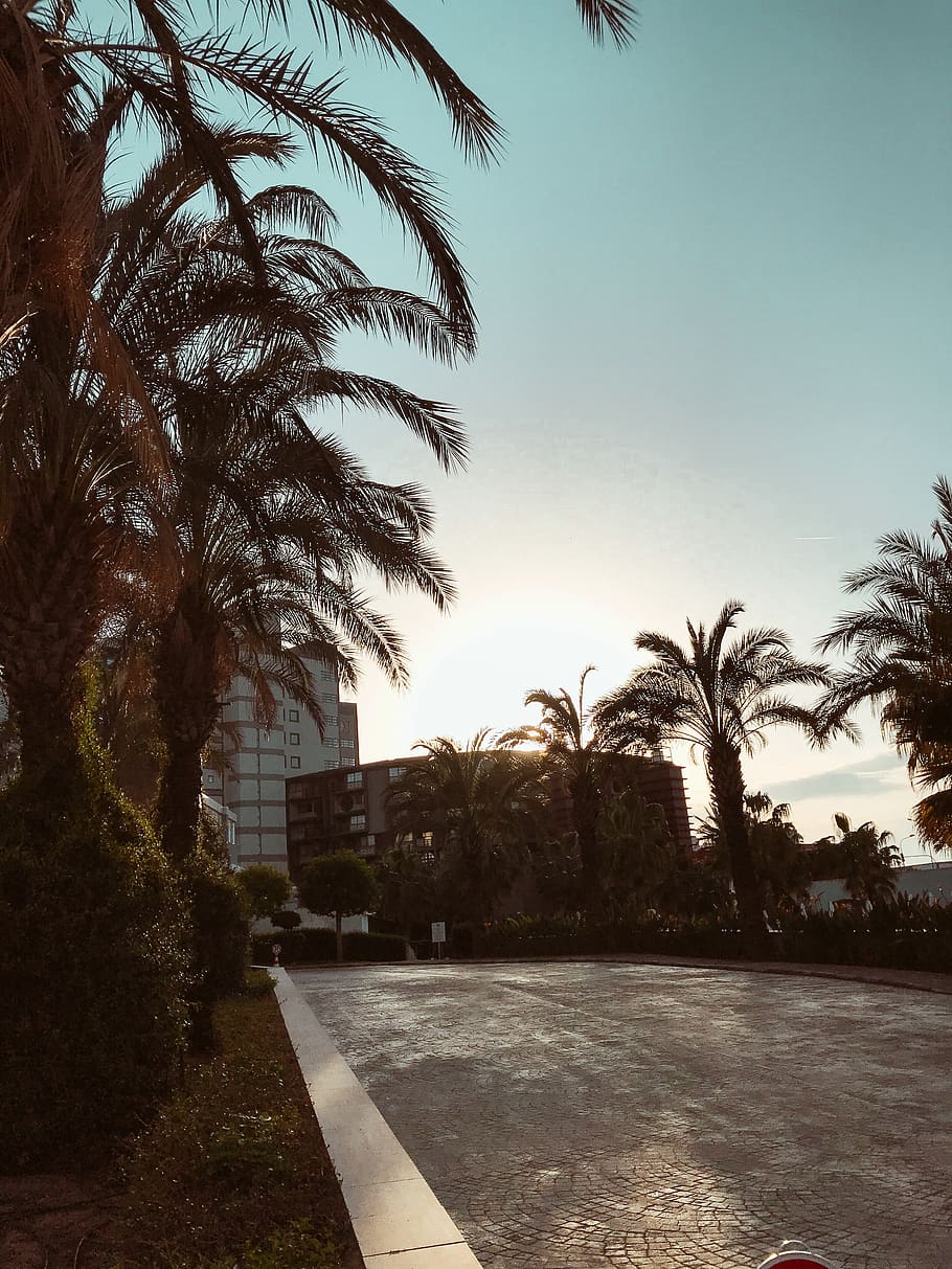 tree, plant, arecaceae, palm tree, antalya, summer, outdoors HD wallpaper
