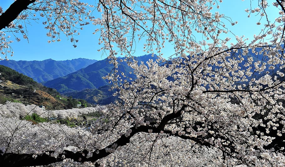 cherry blossom, jiri, nature, spring, beauty in nature, plant HD wallpaper