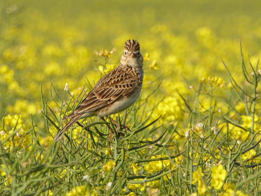 skylark, fauna, nature, bird, beak, animal, outdoor, crested, HD wallpaper