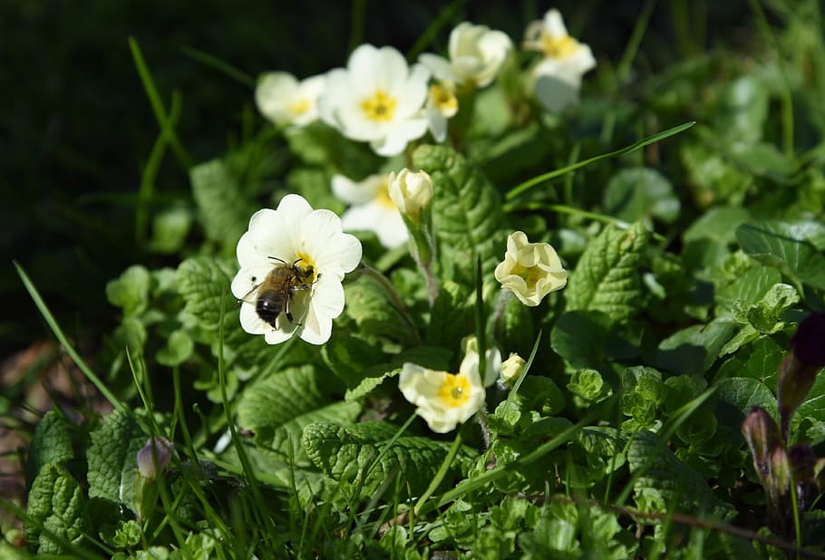 spring, cowslip, bee, insect, flowering plant, growth, fragility HD wallpaper