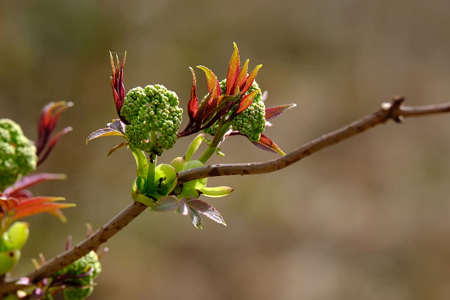 tree blossoms, branch, nature, construction pole, leaves, bud HD wallpaper