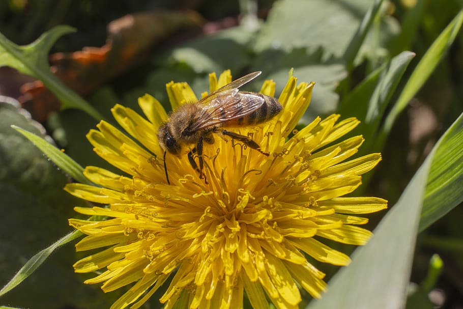 dandelion, flower, grass, bee, macro, yellow, closeup, flowering plant HD wallpaper