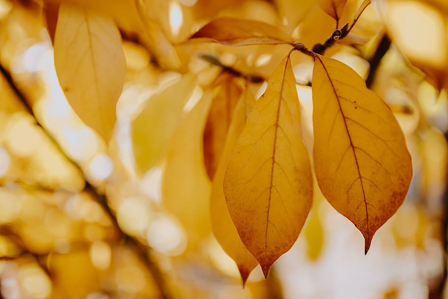 Yellow leaves of magnolia in autumn, orange, fall, nature, leaf, HD wallpaper