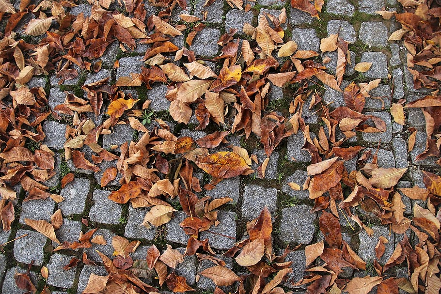cube, paving slabs, autumn, foliage, morning, park, nature HD wallpaper