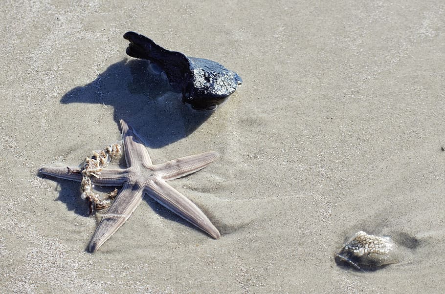 starfish, shells, beach, sea, ocean, atlantic, marine, animal themes HD wallpaper