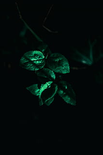 natural world, texture, nature, leaf, plant, green, life, detail HD wallpaper