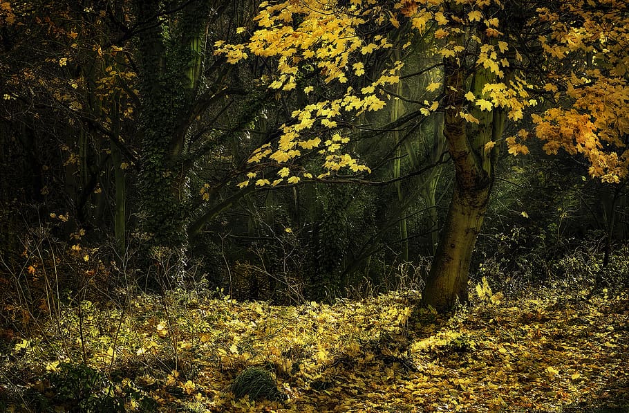 Photo of Maple Tree, branches, dry leaves, environment, fall foliage HD wallpaper