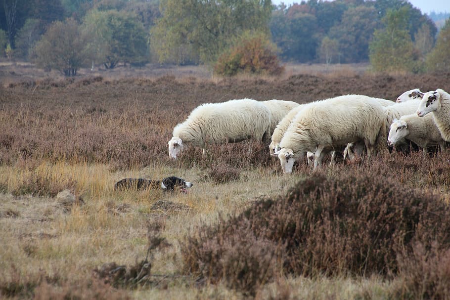 sheep, dog, ermelo, veluwe, netherlands, obey, animal themes HD wallpaper