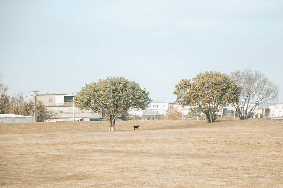 tree, plant, architecture, day, nature, sky, field, built structure HD wallpaper