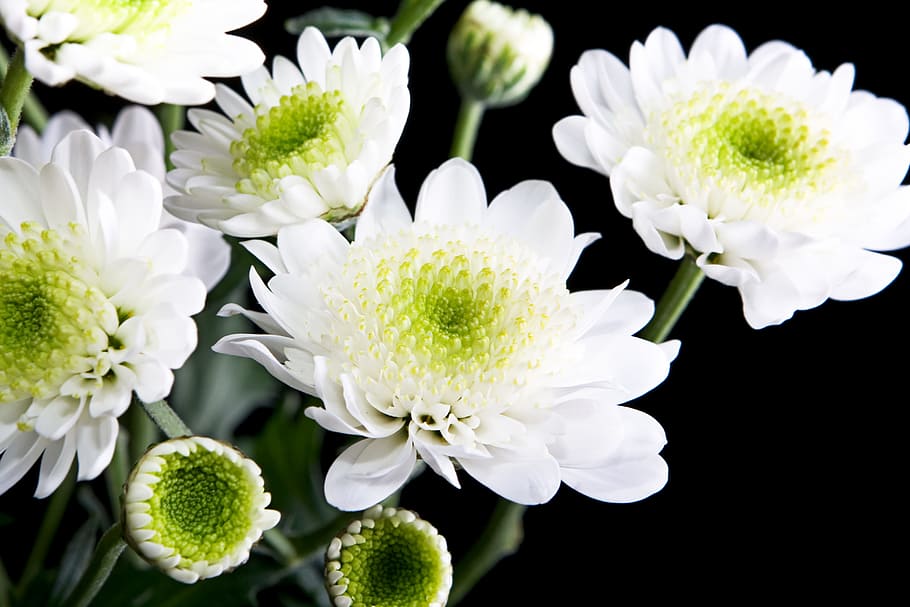white, flowers, black, background, spring, summer, plant, fresh HD wallpaper