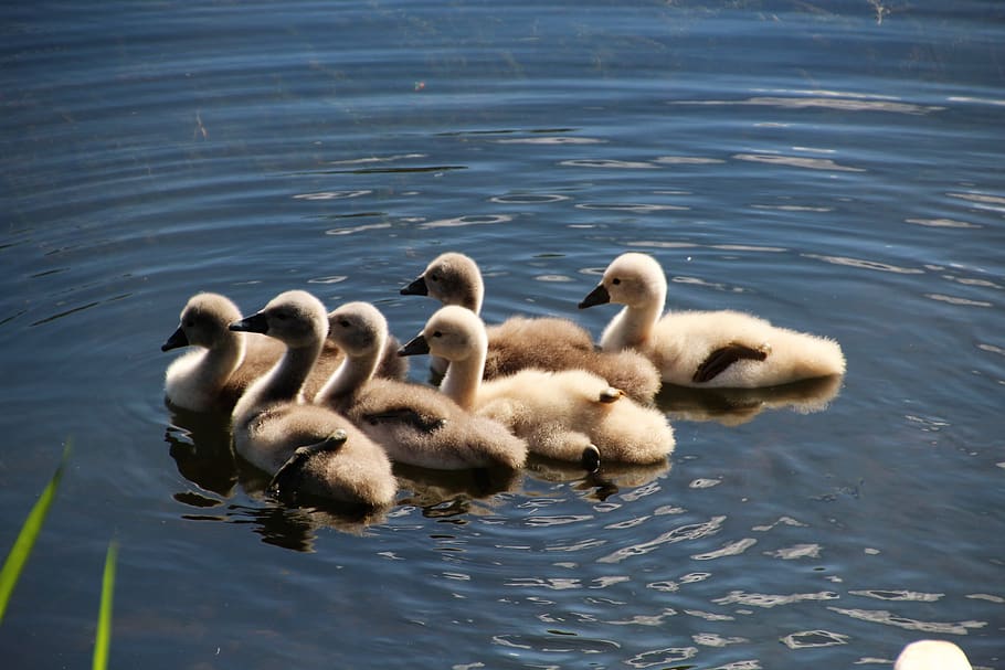 animals, swans, chicks, water, nature, lake, waterfowl, summer HD wallpaper