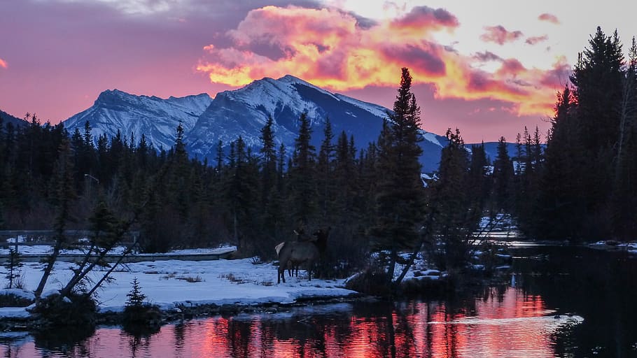 canada, canmore, sunrise, mountains, trees, creek, alberta, HD wallpaper