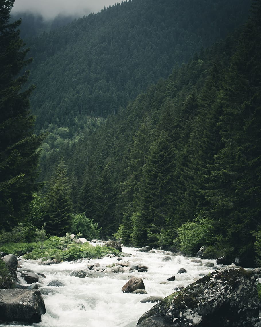 River Near Trees, beautiful, cascade, environment, flow, idyllic HD wallpaper