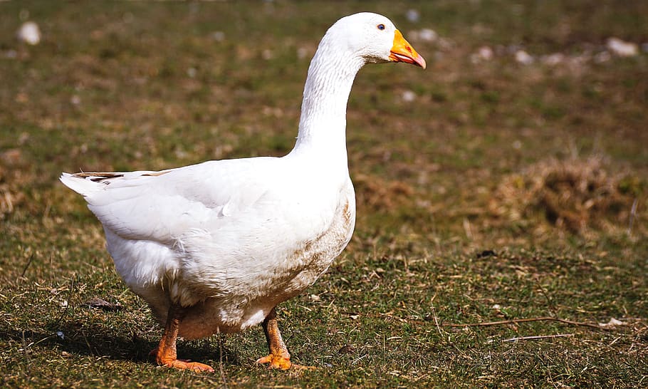 goose, white, bird, poultry, plumage, country life, goose beak HD wallpaper