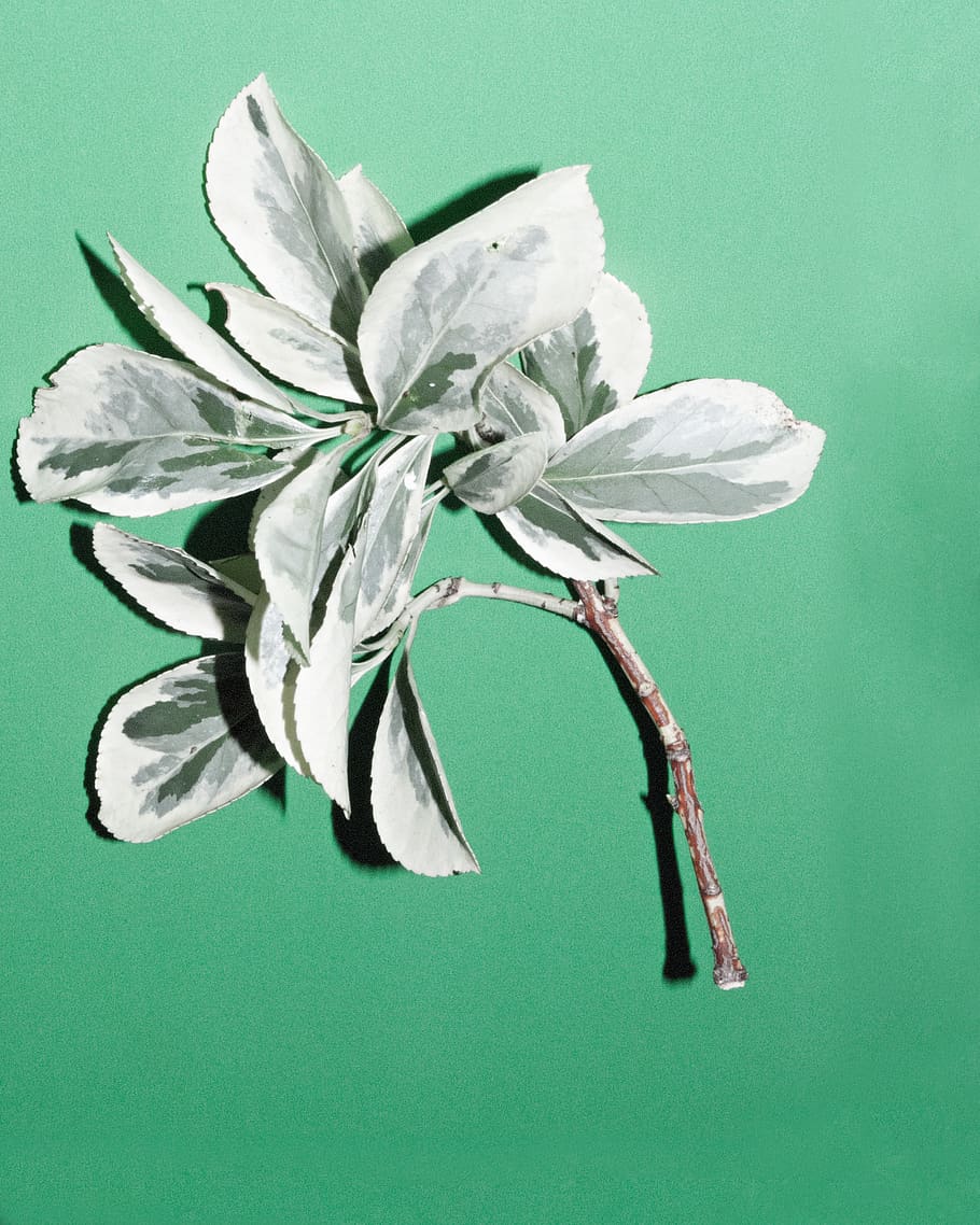 green and white leaves, paper, plant, flora, flower, blossom HD wallpaper