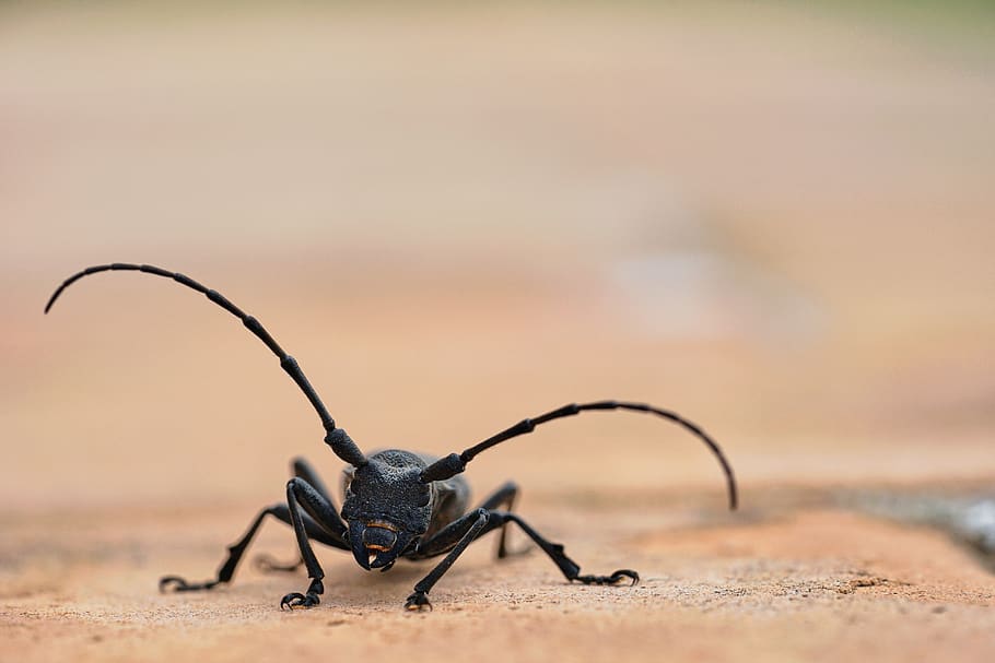 beetle, bock, nature, insect, close up, macro, animal, summer HD wallpaper