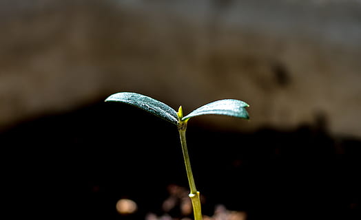 spring, tree, sapling, sprout, wood, plants, green, leaf, close-up HD wallpaper