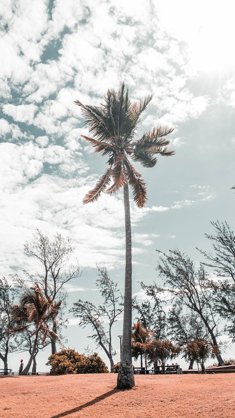 réunion, trees, palm, orange, blue, plant, sky, beauty in nature HD wallpaper