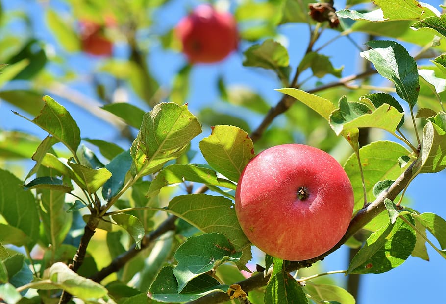 apple, apple tree, fruit, apple orchard, branch, fruit trees HD wallpaper