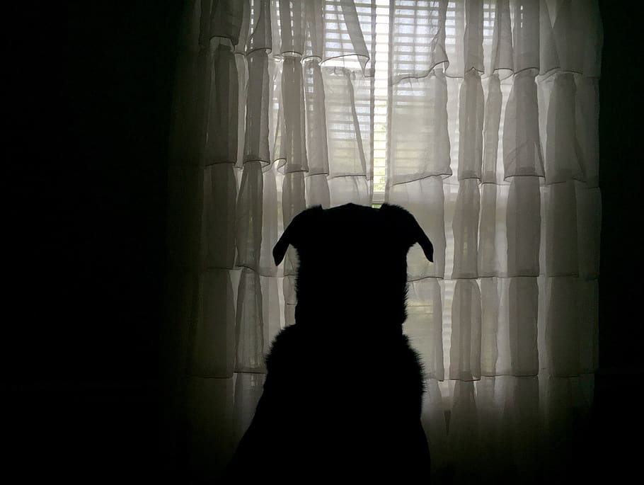 dog, canine, shadow, silhouette, animal, pet, window, guarding HD wallpaper