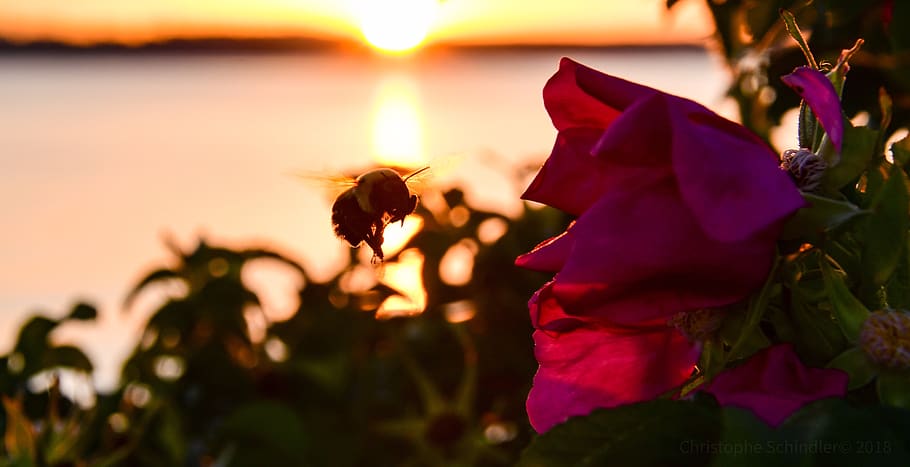 sunset, bourdon, flowers, twilight, insect, plant, beauty in nature, HD wallpaper