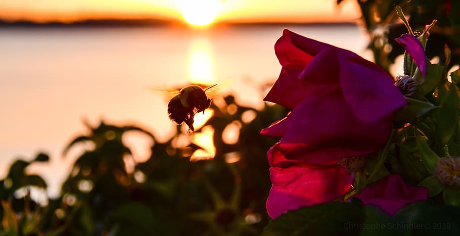 sunset, bourdon, flowers, twilight, insect, plant, beauty in nature HD wallpaper