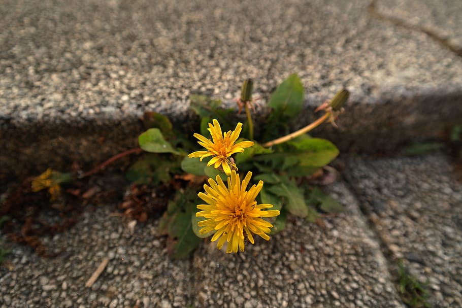 Selective Focus Photography of Yellow Dandelion Flowers, blooming HD wallpaper