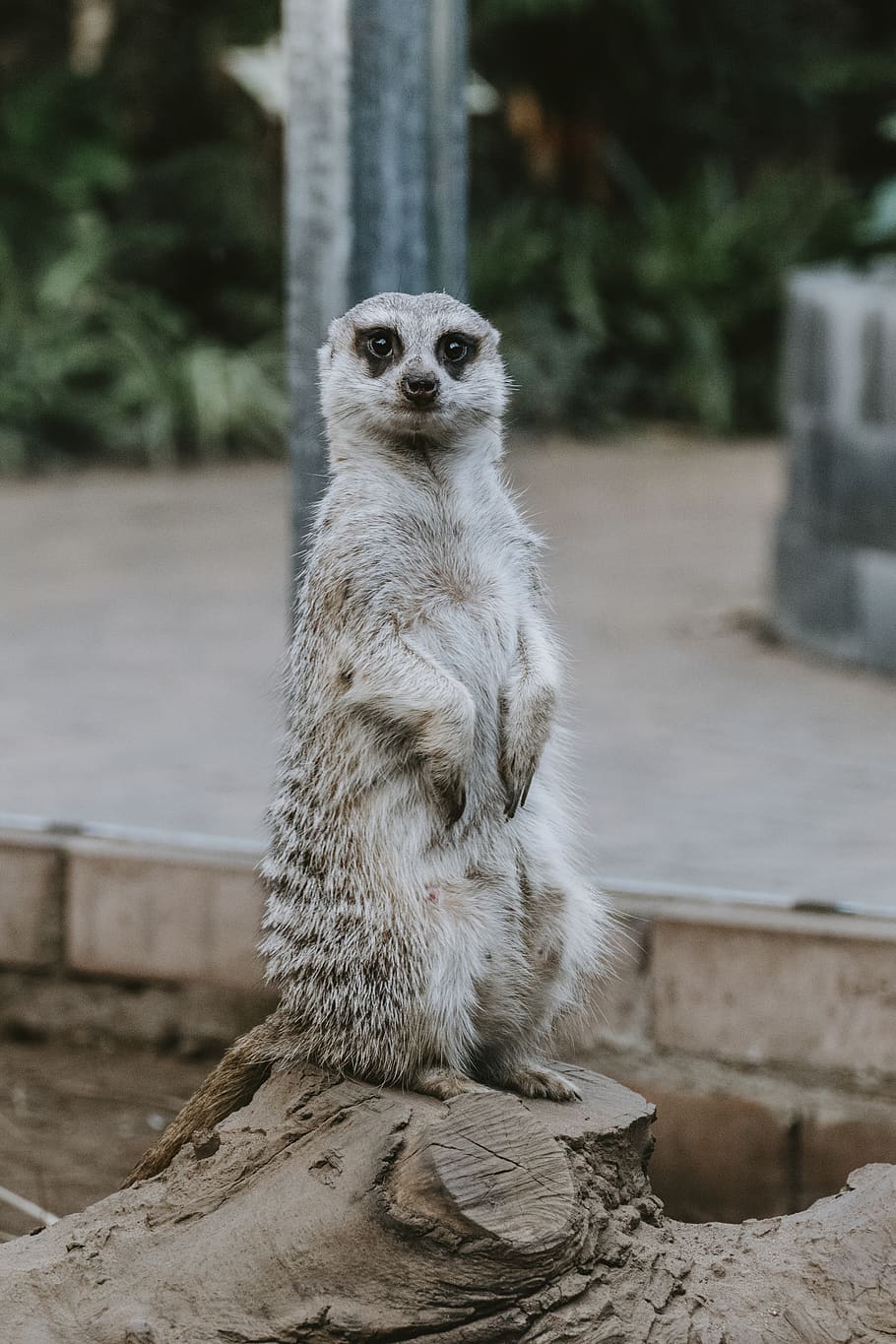 gray rodent, animal, meerkat, mammal, wildlife, stare, portrait HD wallpaper