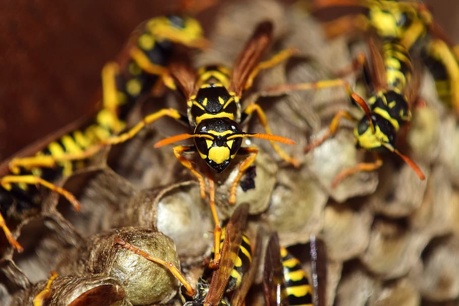 Wasps Nest, animalsNature, insect, insects, invertebrate, animal themes HD wallpaper