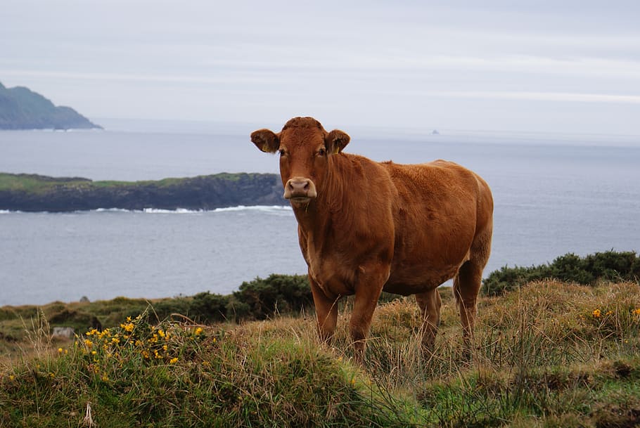 cow, beef, cattle, landscape, livestock, mammal, animal, animal themes HD wallpaper