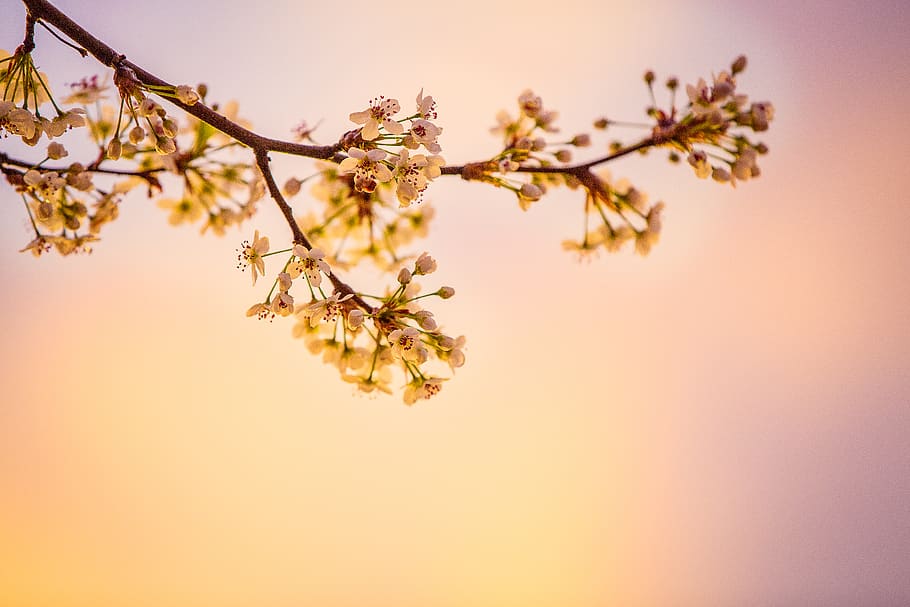 White Cherry Blossoms in Closeup Photography, bloom, branch, flora HD wallpaper